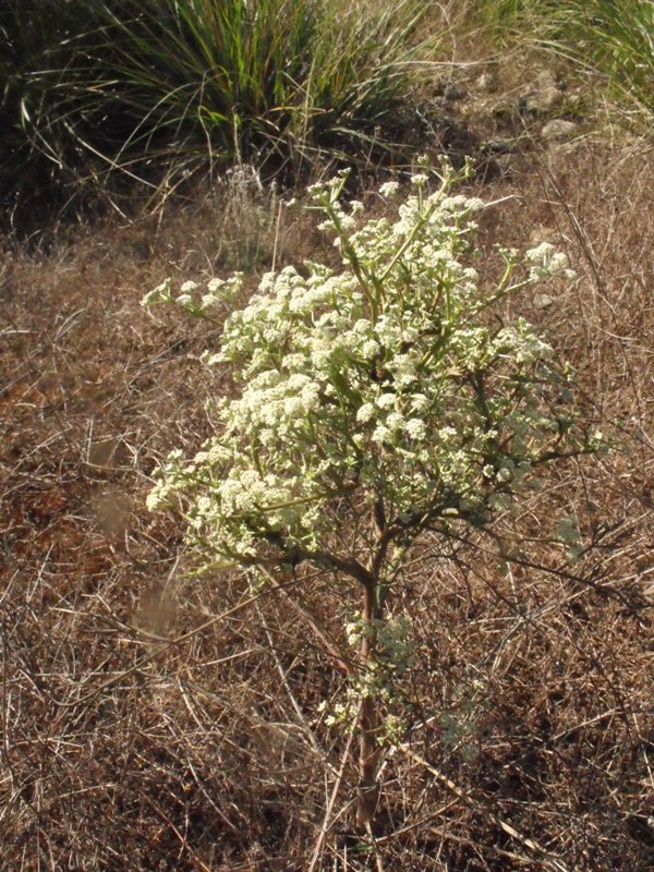 Seseli tortuosum / Finocchiella mediterranea